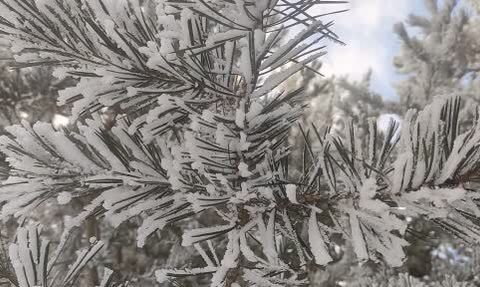 Göle'de gece hava eksi 16 dereceye düştü, ağaçlar kırağıyla kaplandı
