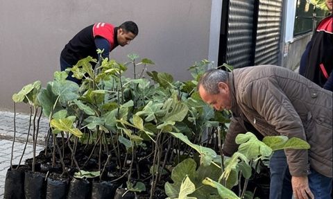 Gömeç'te 499 sertifikalı incir fidanı üreticilere teslim edildi