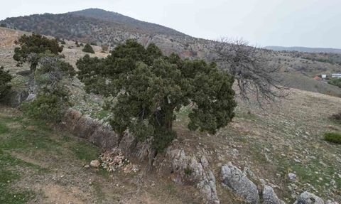 Günçalı'daki 508 yaşındaki ardıç için 'anıt ağaç' talebi