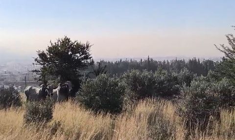 Hatay'da devrilen tırdan kaçan anguslar uyuşturucu iğneyle yakalandı