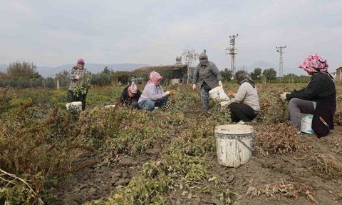 Hatay'da kuraklık nedeniyle yer fıstığı verimi yarı yarıya düştü, hasat başladı