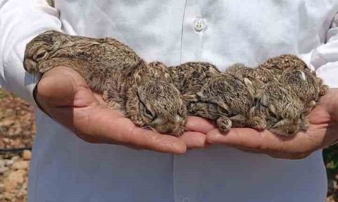 Hataylı çiftçi Doğan Atılgan yavru tavşanları elleriyle yakalayıp zarar vermeden uzaklaştırdı