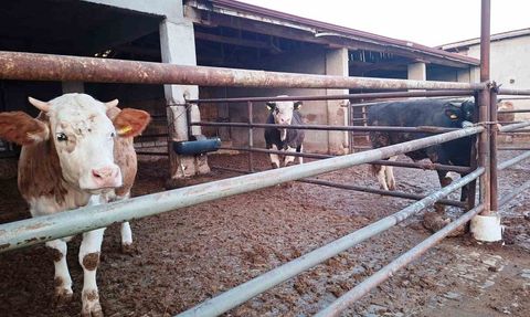 Hisarcık’ta şap karantinası yeniden uygulandı