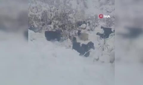 Hizan'da kar aniden bastırdı: Meradaki sürüler zorlandı