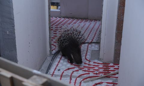 İncirliova’da oklu kirpi belediye ekipleri tarafından kurtarıldı