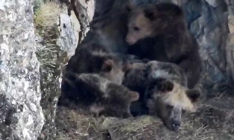 İspir'de ayı ailesinin kış uykusu öncesi görüntüleri