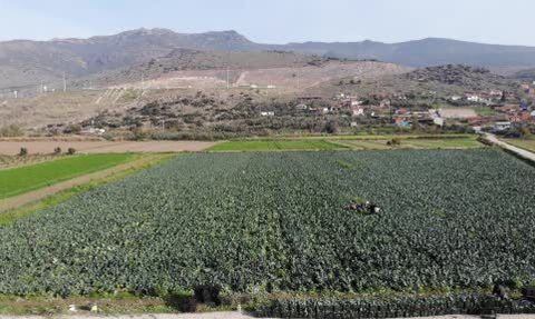 İzmir Menemen Ovası’nda 'Yeşil Altın' Brokoli Hasadı Başladı