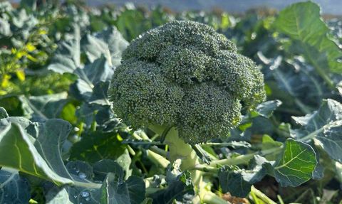 İznik’te brokoli tarlada 10–20 TL, pazarda tanesi 70 TL'ye kadar çıkıyor