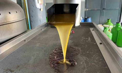 Kara meyve altın sıvıya dönüşüyor: Buldan'da zeytin hasadı ve işleme