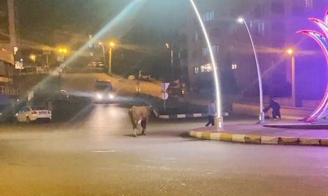 Karabük’te caddeye inen 3 büyükbaş hayvan trafiği aksattı