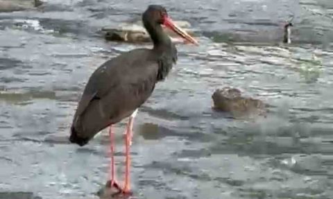 Karabük Yenice’de nadir görülen kara leylek görüntülendi