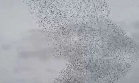 Karapınar'da sığırcık kuşları gökyüzünde görsel şölen