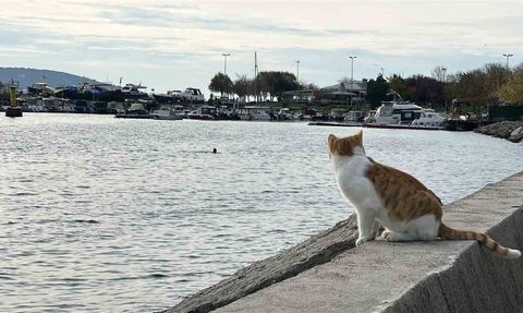 Kartal'da soğuğa rağmen deniz keyfi: İki arkadaş Dragos'ta yüzdü