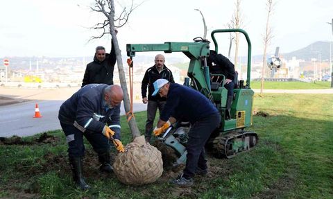 Kartepe tramvay çalışmasında sökülen ağaçlar fidanlıkta yeniden hayat buluyor