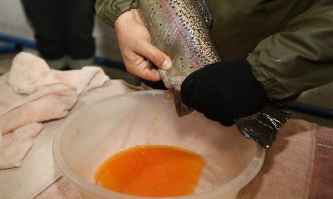Keban İstasyonunda Gökkuşağı Alabalığı Sağım Çalışmaları Devam Ediyor