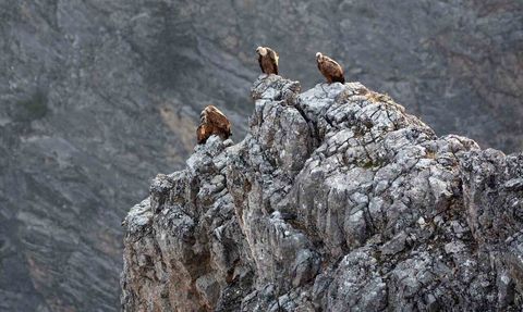 Kemaliye'de göçmen akbabalar çipli halde görüntülendi