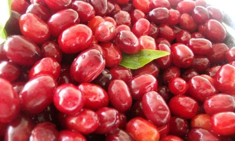 Kızılcıkla soğuk algınlığına karşı doğal koruma