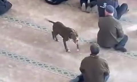 Kocaeli’de camiye giren pitbull kısa süreli paniğe yol açtı