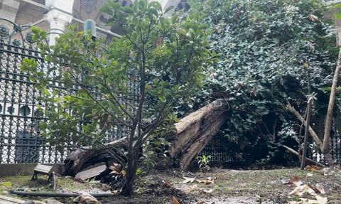 Kökünden sökülen ağaç Eyüp Sultan Camii avlusunda devrildi