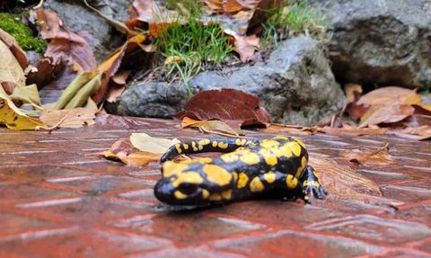Koruma Altındaki Benekli Semenderler Kemaliye'de Görüntülendi