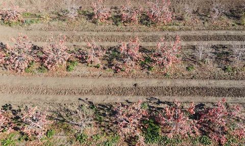 Kozan’da köyde kurulan tesisle kurutulan cennet hurması ilk ihracatını Almanya’ya yaptı