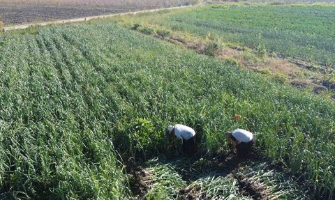 Kozan’da pırasa hasadı başladı: Kilogram 20-22 TL