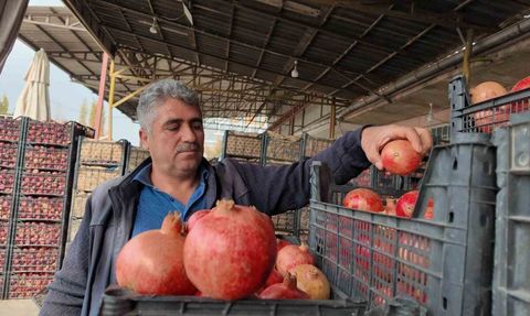 Kuraklık Zivzik Narında Verimi Yarıya İndirdi