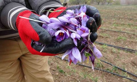 Malatya'da gramı 600 TL olan safran yoğun talep görüyor