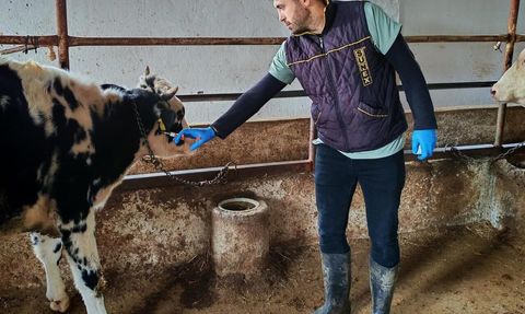 Marmaraereğlisi'nde SAT-1 varyantına karşı büyükbaş aşılama çalışması