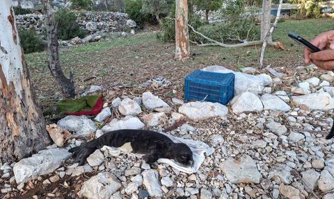 Marmaris Serçe Limanı’nda fırtına sonrası kıyıya vuran yavru Akdeniz foku koruma altına alındı