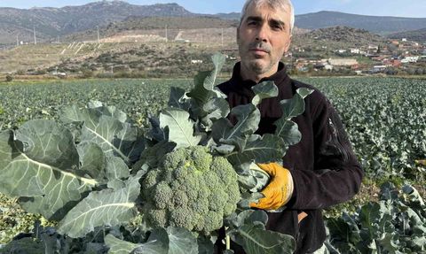 Menemen Ovası'nda 'yeşil altın' brokoli hasadı başladı