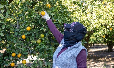 Mersin kan portakalı Avrupa tesciline hazırlanıyor