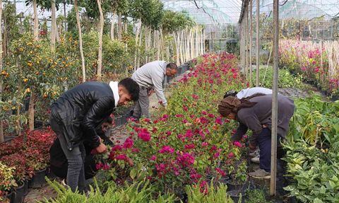 Muğla'da alım garantili süs bitkisi projesiyle yerel kalkınma ve kadın istihdamı güçleniyor