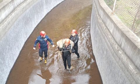 Ordu Akkuş'ta Su Kanalına Düşen Karaca İtfaiye Ekiplerince Kurtarıldı