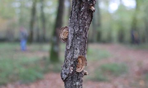 Ormanya’da doğaseverler mantarları inceledi ve kuş halkalama çalışmalarını izledi