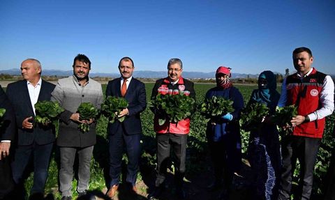Osmaniye'de ıspanak hasadı başladı
