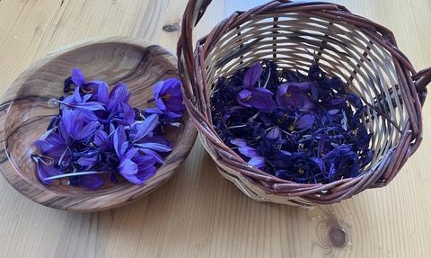 Osmaniye'de safran üretimi artıyor