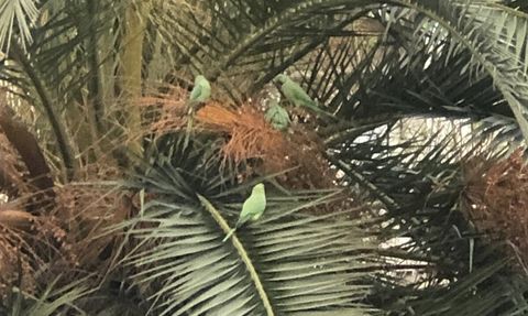 Pakistan papağanları Samsun adliye bahçesine yerleşti