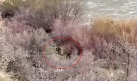 Palu'da Murat Nehri kıyısında anne ayı ve yavrusu balıkçıyla karşılaştı