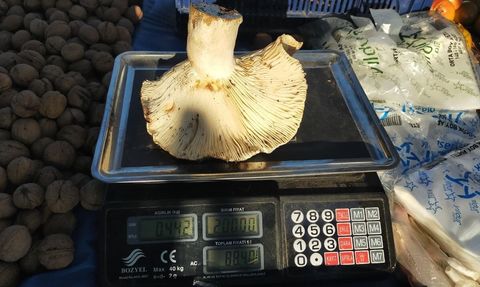 Paşa Yaylası'ndan Toplanan Dev Mantarlar Pazarda İlgi Çekti