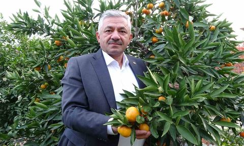 Perşembe'de narenciye hasadı başladı: 80 ton mandalina, 40 ton portakal, 20 ton limon