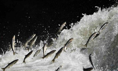 Prof. Dr. Alaeddinoğlu: İnci kefalinin nesli ciddi tehdit altında