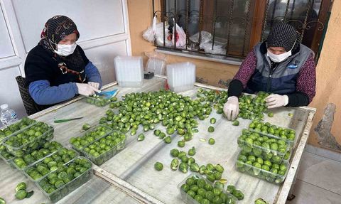 Rusya ve Hollanda Brüksel lahanasını İznik’ten alıyor