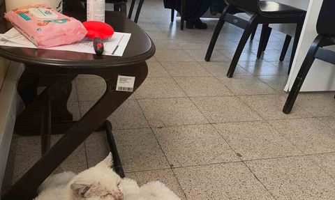 Saffet Şeker İlkokulu, mahalle kedisi 'Şeker'i sahiplenip projeye dönüştürdü