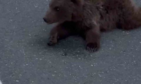 Safranbolu Beştepeler'de yaralı yavru ayı DKMP ekiplerine teslim edildi