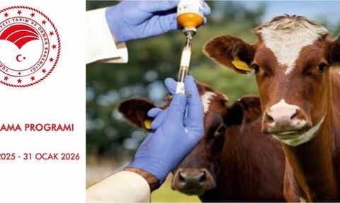 Samsun’da 2026 Şap Aşılama Programı Başladı — SAT 1 Aşısı Zorunlu