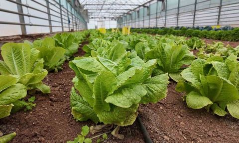 Şanlıurfa Büyükşehir seralarında kışlık sebze hasadı başladı