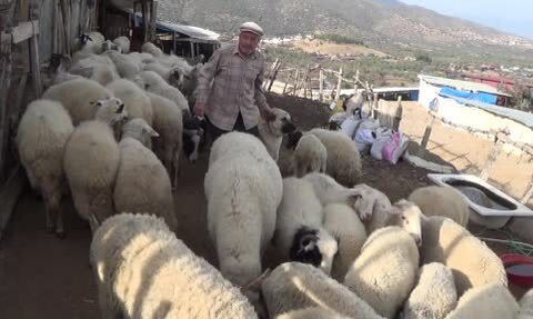 Şap Karantinası Bozdoğan Meralarını Boşalttı