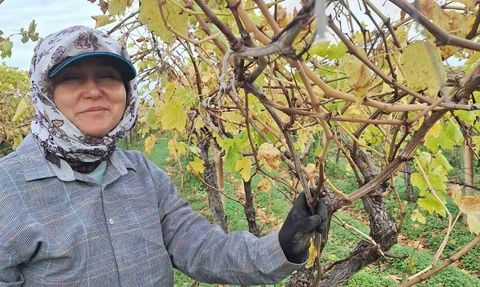 Sarıgöl'de dalda kalan üzümler aile ekonomisine değer katıyor