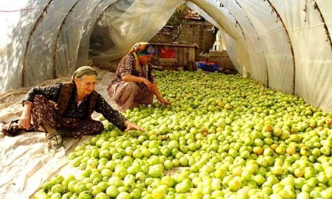 Sarıgöl'de kırağa karşı gök domatesler serada ve naylonda olgunlaştırılıyor